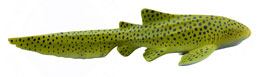 88614 COLLECTA TIBURON CEBRA