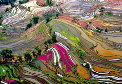 PUZZLE EDUCA 15156 CAMPOS DE ARROZ, CHINA